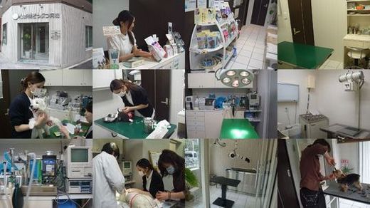 「心斎橋どうぶつ病院」案内